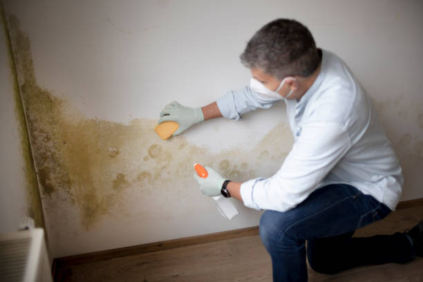 Best Environmental Consulting for Mold Prevention  in Hurley, NM